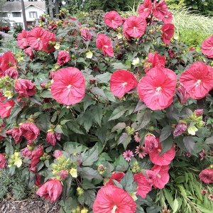 Team Page: Kappa Omega